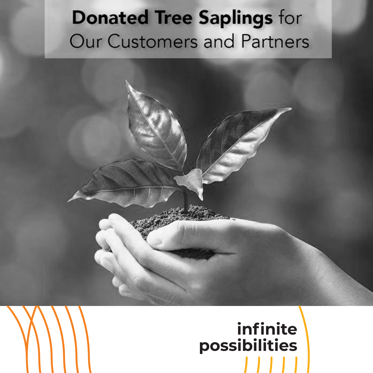 Sapling Donation from Çokyaşar Holding